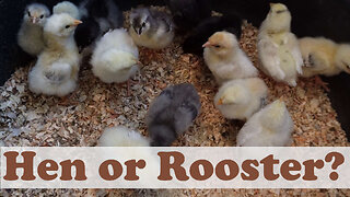 Identifying Hens and Roosters in Week-Old Chicks: Key Differences to Look For