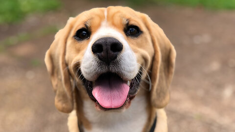 Talking to Muslims 560: Mill Lane Muslim Association on Muhammad's view of Dogs
