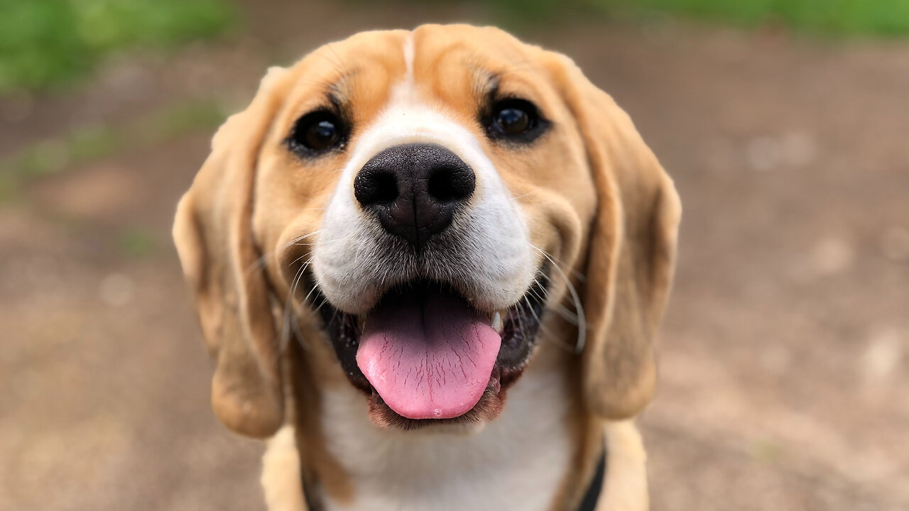Talking to Muslims 560: Mill Lane Muslim Association on Muhammad's view of Dogs