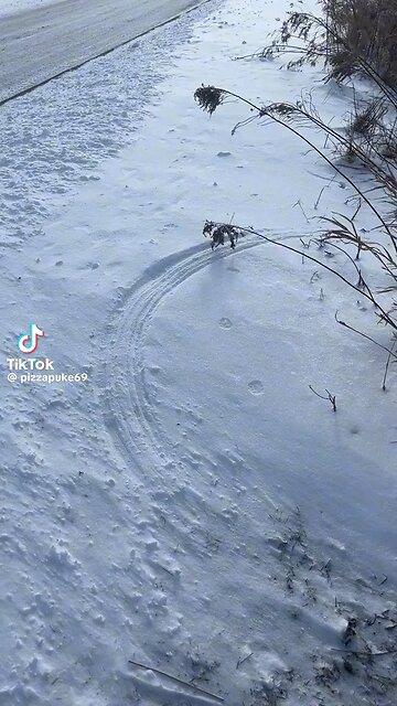 Humans got all their ideas from nature