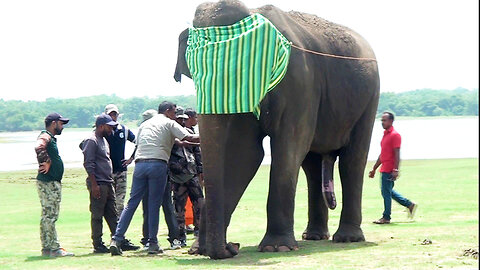 Wildlife Heroes: The risky mission to treat an aggressive bull elephant: X- rays & Ultrasounds
