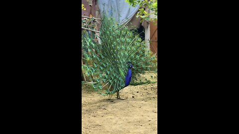 Peacock Aseel khan farm