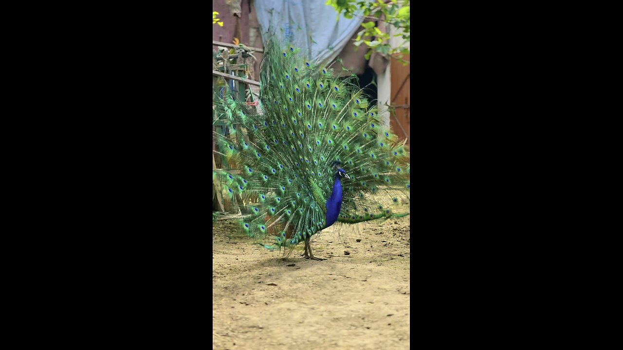 Peacock Aseel khan farm