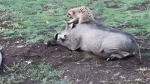 Hakuna Matata Play time for Jerry the meerkat and Betsie the warthog