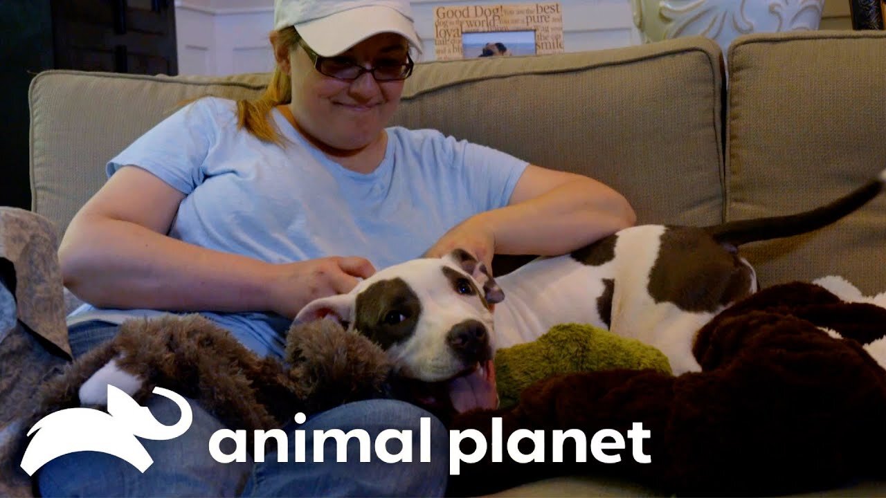 A Grieving Owner Gets A New Puppy Friend | Pit Bulls and Parolees | Animal Planet