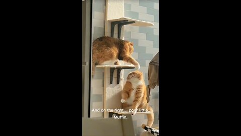 Funny cat wrestling #cat