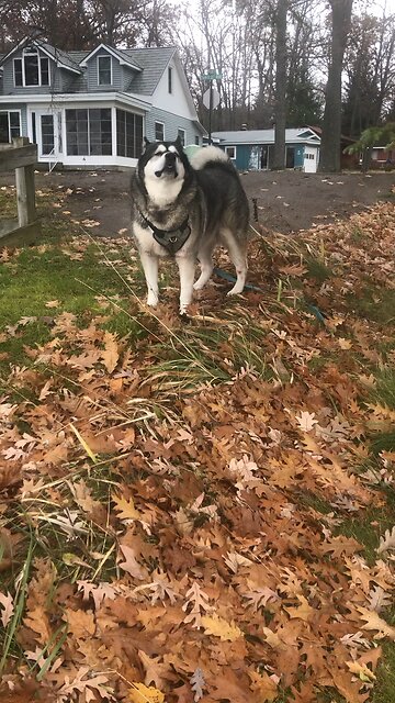 Sunday November 16, Now glory be to God!