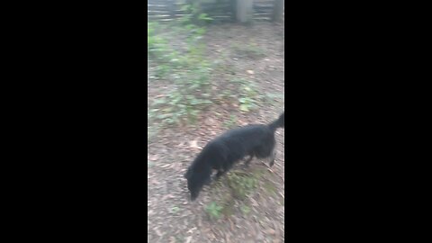 neguinha fazendo a ronda da chácara
