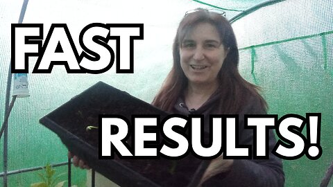 Garlic Experiment: Follow up - surprising growth already!