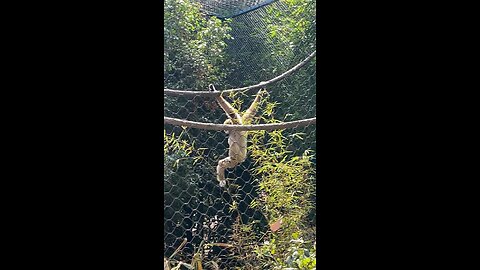 White-Handed Gibbon Monkey 🐒 #monkey #primate #followme #viral #shorts #trending