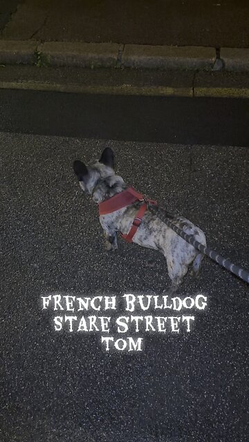 French bulldog face off street Tom