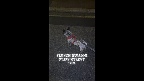 French bulldog face off street Tom