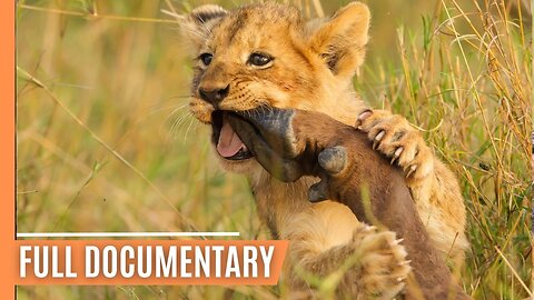 Battle for Survival - Lions vs Hyenas in the Wild _ Full Documentary