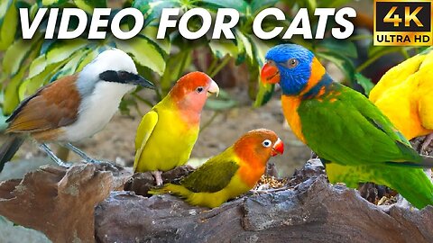 Birds and Squirrels Everywhere - Video For Cats To Watch - CatTV Central