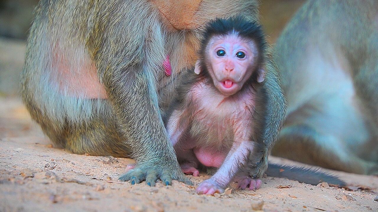 Follow Up Baby Monkey JORANI's Health To Make Sure Nothing Wrong From BABY Madison