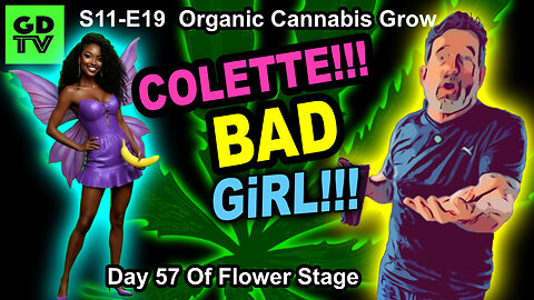 S11-E19 - Day 57 of Flower: NANNERS! Cannabis Grow QCS Black Bud, Frosted Gelatto, Runtz, & Biscotti