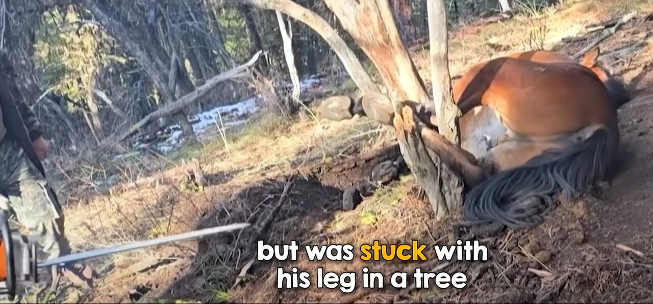 HORSE CAUGHT IN TREE