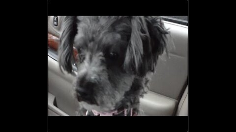 Sam 20200512 Breakfast In The BUICK