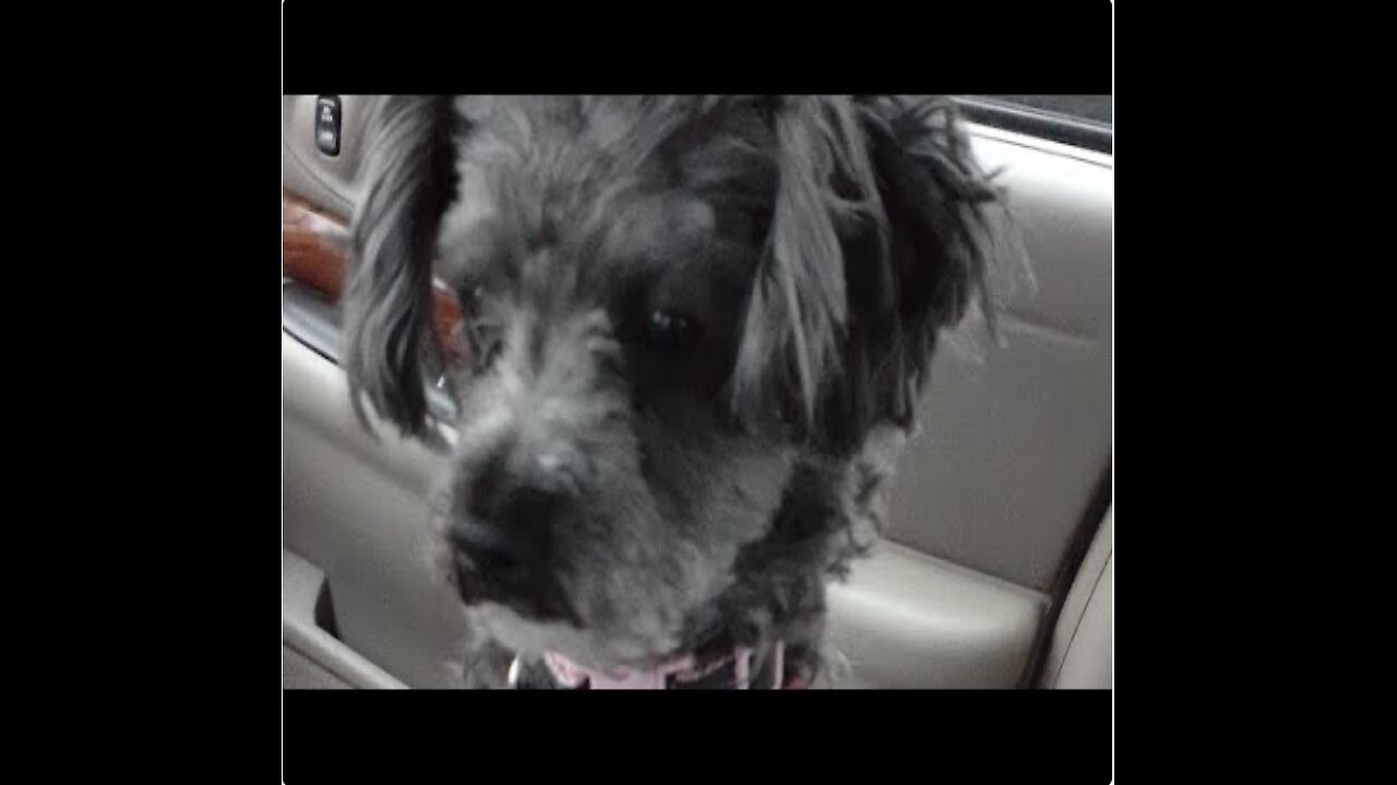 Sam 20200512 Breakfast In The BUICK