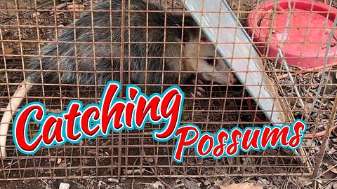 Trapping Possums