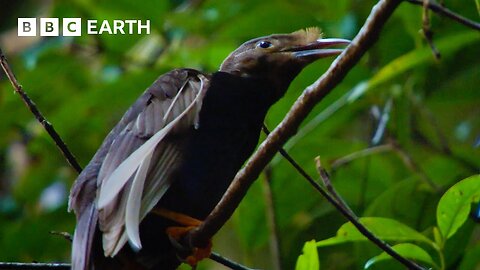 Extraordinarily Rare Birds of Paradise Sighting