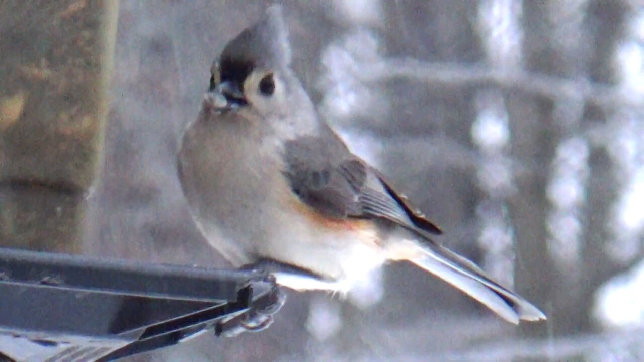 Nuthatch and Titmouse