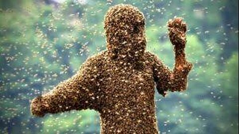 Bee attack in India