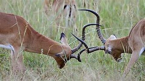 Impala Rams Fighting Copyright Free Animal Videos