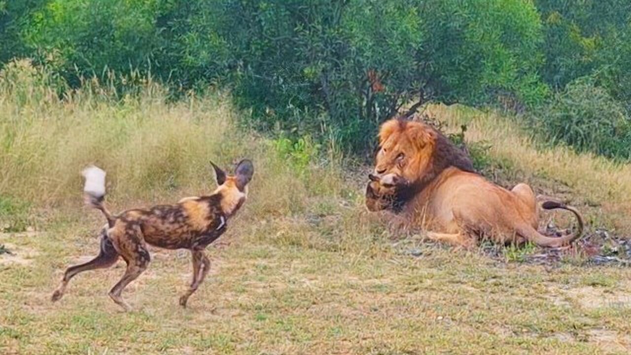 The Brave Wild Dogs: A Heart-Stopping Rescue Mission to Save Their Brother from the Lion