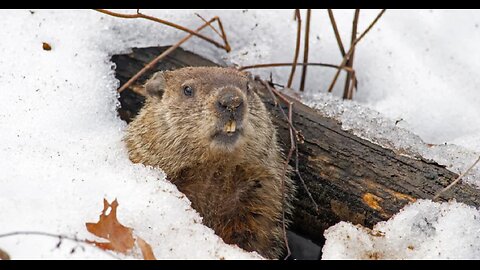 Groundhog Day and Signs of the Times