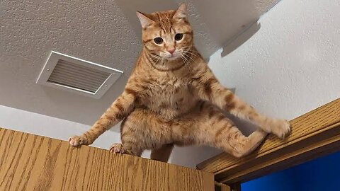 Funny Cat Moments Part-2