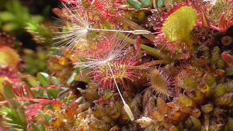 Round-leaved Sundew Catches Fies