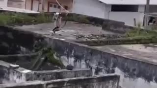 😂🤣 Monkey's Metal Plate Fun! | FunFM