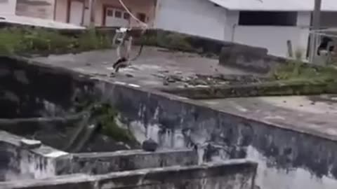 😂🤣 Monkey's Metal Plate Fun! | FunFM