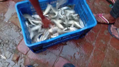 Top Aquaculture Expert Reveals Best Fish Business Techniques