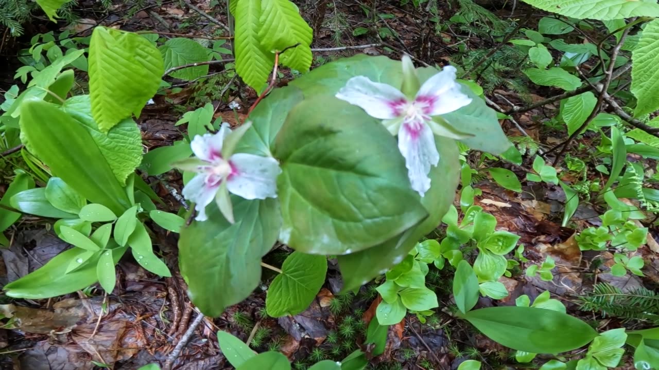 Painted Trilliums
