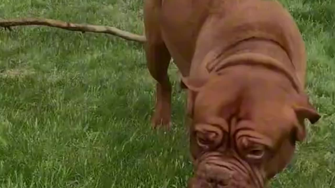 Try not to laugh 2😂😂😂