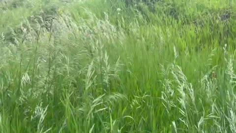 Lush fresh grasses that feed our cattle at cartercountrymeats.com