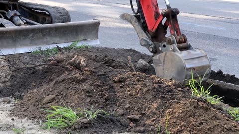 Signs Your Tree Roots Are In The Sewer Line | Integrity Repipe