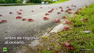 Masiva migración de cangrejos rojos en Australia