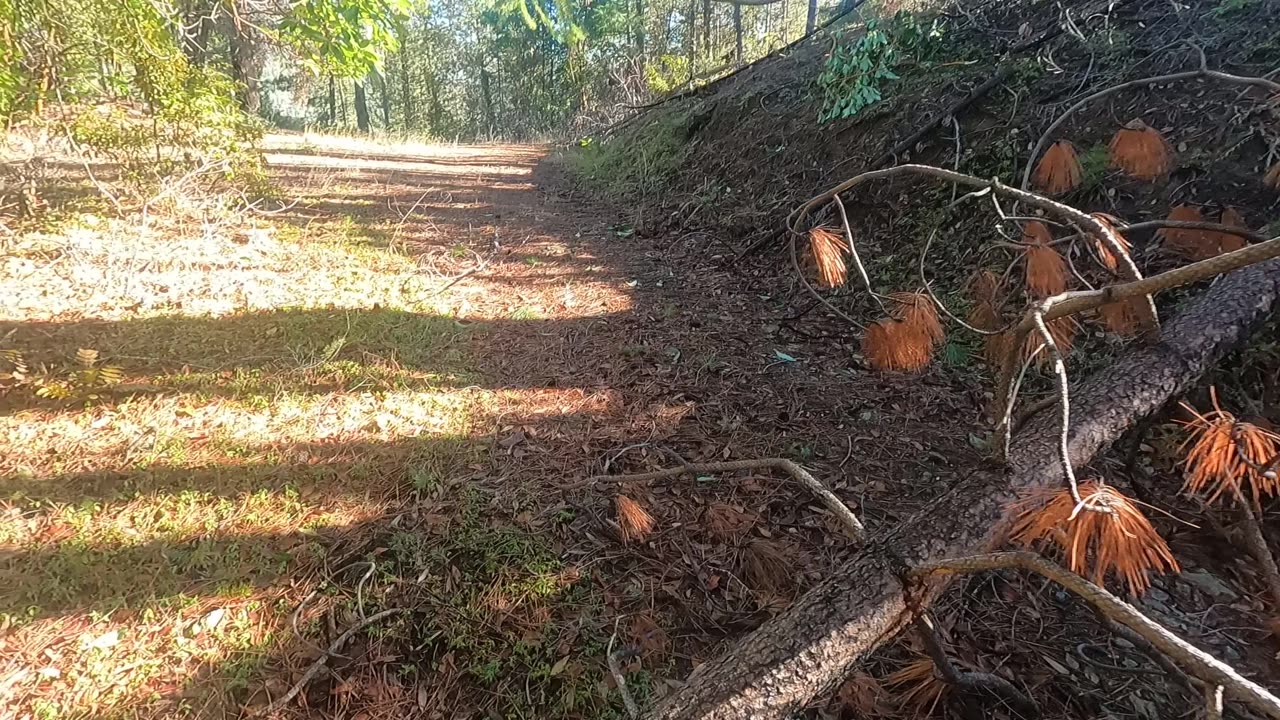 Bigfoot Evidence - tree snapped and placed on post, madrone branch pile marker
