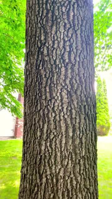 Don’t shoot nice trees! They die and then we won’t have them, but if you stop shooting them they
