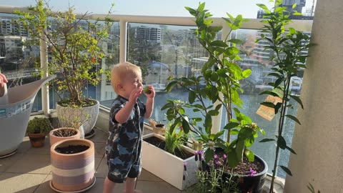 Balcony Gardening Mayhem: Toddler's Lime Triumph and Frenchie's Sloppy Splashdown