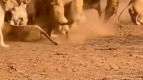 Lions Were Sleeping… Then a Pig Showed Up