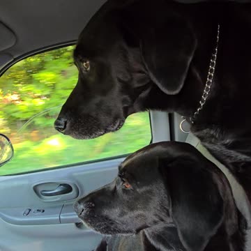 Dogs out for a ride