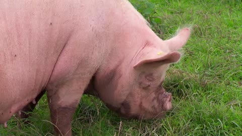 Mi Mascota y Yo - T02E09 - Granja Comunitaria