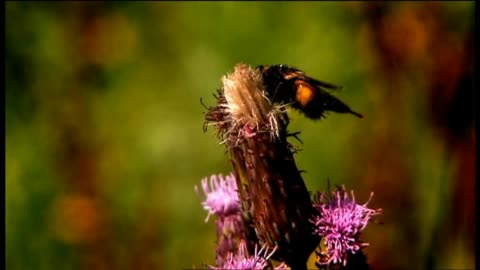 The Secret of Drawing - 01 - The Line of Enquiry