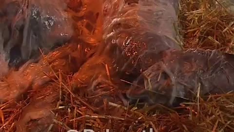 🇩🇪 Otra blasfemia en Navidad mientras la Iglesia católica modernista persigue la Misa Tridentina