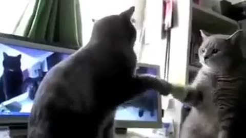 Zwei Katzen Singen BACKE BACKE KUCHEN! Kinderlied [Deutscher]
