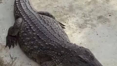 Nature is Cruel #28